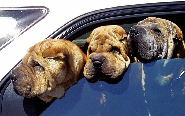hunde im auto  | Foto: nn