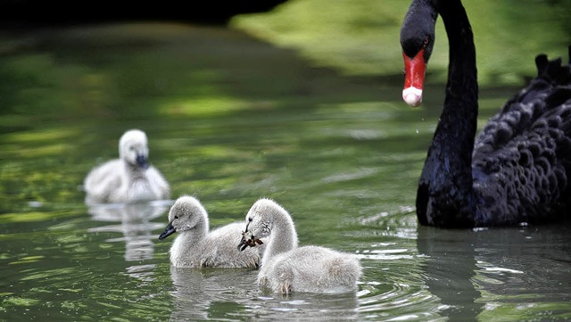   | Foto: Zoo Basel