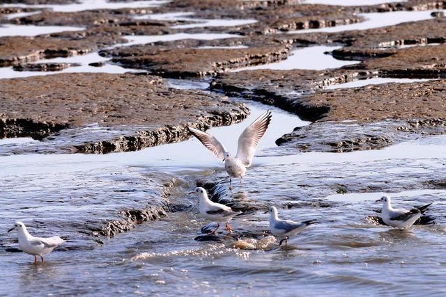 Wattenmeer wird Weltnaturerbe