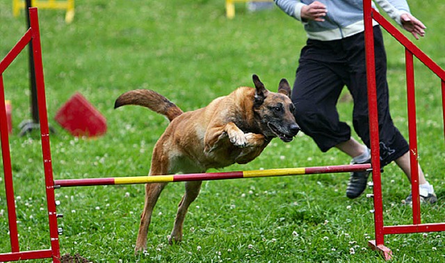 Zehn Euro kostet der Kurs in Blansingen pro Hund.   | Foto: Verein