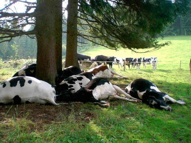 Ein Bild des Grauens: Tote Rinder auf ...n Waldweide oberhalb von Hinterzarten.  | Foto: Johannes Ganter