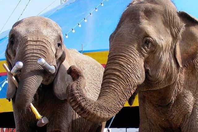 Afrikas Big Circus: Wieder büxt ein Elefant aus
