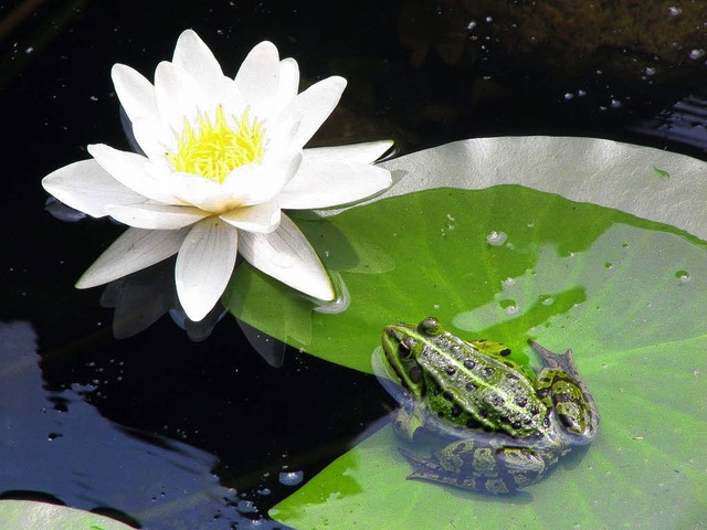 Da freut sich auch der Frosch. Seerosen haben eine besondere sthetik.   | Foto: peter busch