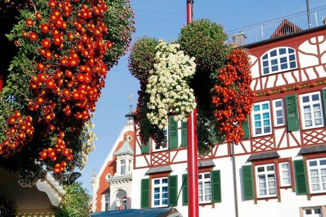 Die Chrysanthema fest im Blick