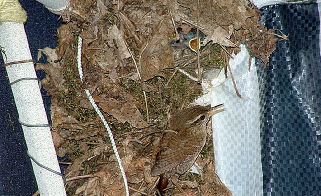 Gut getarnt: Zaunknig  (vorne)  bei  der Ftterung   | Foto: Hartel