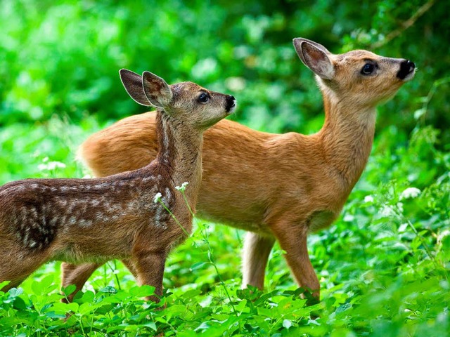 Rehe    knnen fr  den flieenden Verkehr  gefhrlich  werden.  | Foto: dpa