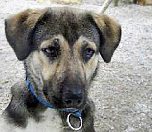 Mischlingshund Pascha    | Foto: PRIVAT