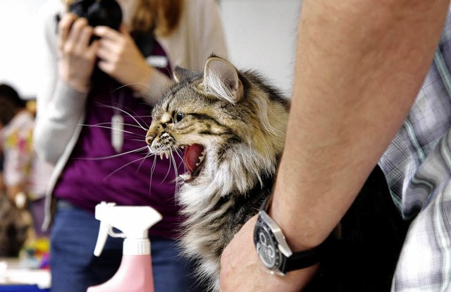 Nicht nur &#8222;Wollknuel&#8220;, au...er Katzen-Ausstellung zu besichtigen.   | Foto: heck