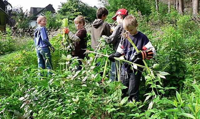 Die Fnftklssler im Springkraut-Einsatz.   | Foto: privat