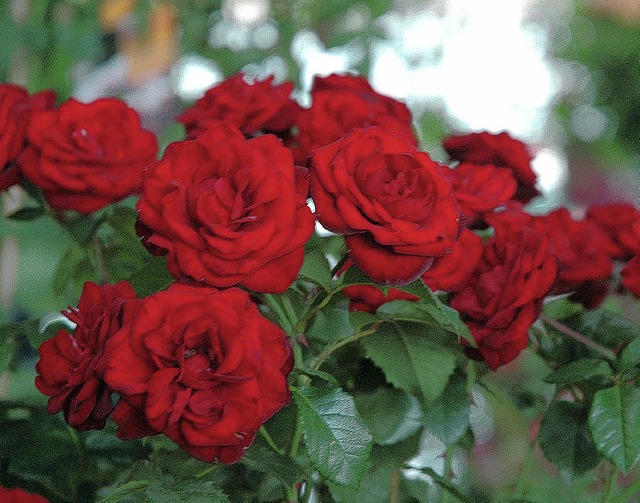 Eine farbenfrohe Blten- und Pflanzenw...h den Besuchern der Diga-Gartenmesse.   | Foto: Dorweiler