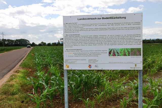 Das Maisversuchsfeld des Landes bei Ef...tvolle Hinweise zur Bodenbearbeitung.   | Foto: Langelott