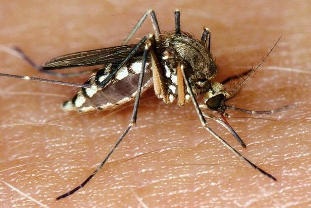 Mücken treiben Schweden in die Häuser