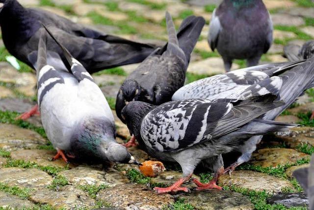 Plage am Freiburger Münster: Mit Greifvögeln gegen Tauben?
