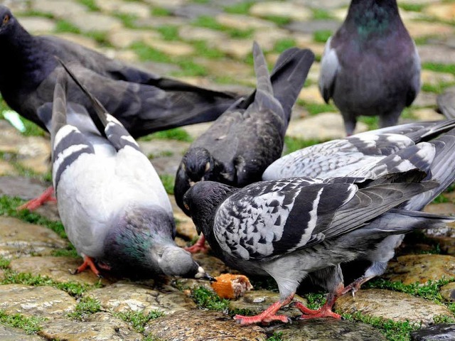 Der tgliche Markt am Freiburger Mnst... fr die Vgel ein gefundenes Fressen.  | Foto: Ingo Schneider