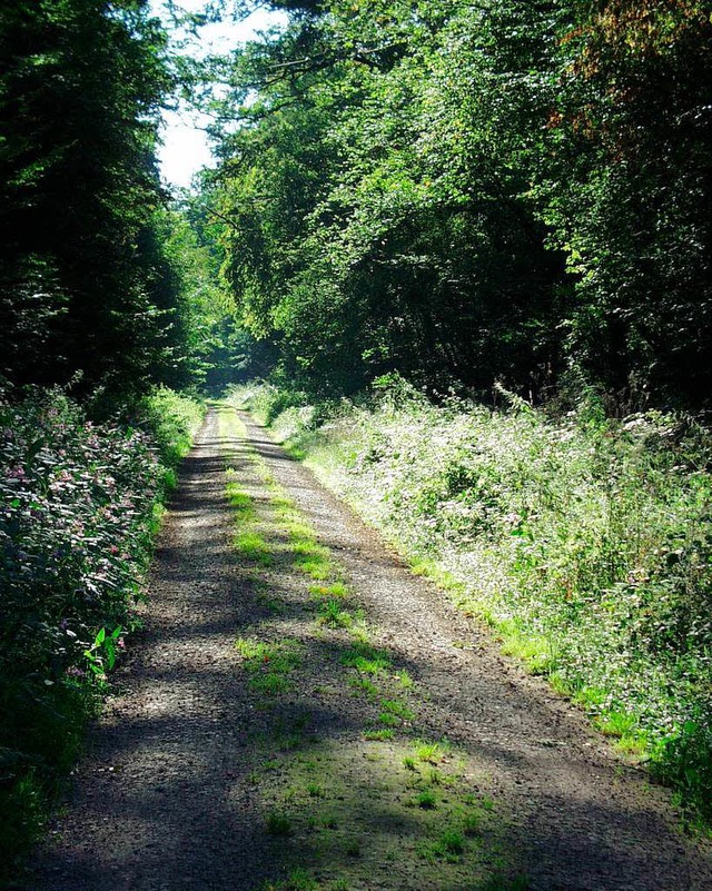 Auch eine Radtour durch die Teninger A... zu den Angeboten der BZ-Ferienaktion.  | Foto: Hans-Jrgen Trul