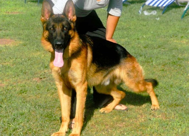 Spurlos verschwunden: der zweieinhalbj...hferhundrde Harras aus Tutschfelden.  | Foto: Polizei