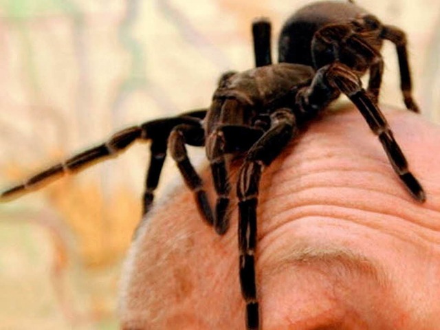 Spinnen sind Teil des Lebens. Sagen die Karllsruher Richter.  | Foto: Kay Nietfeld
