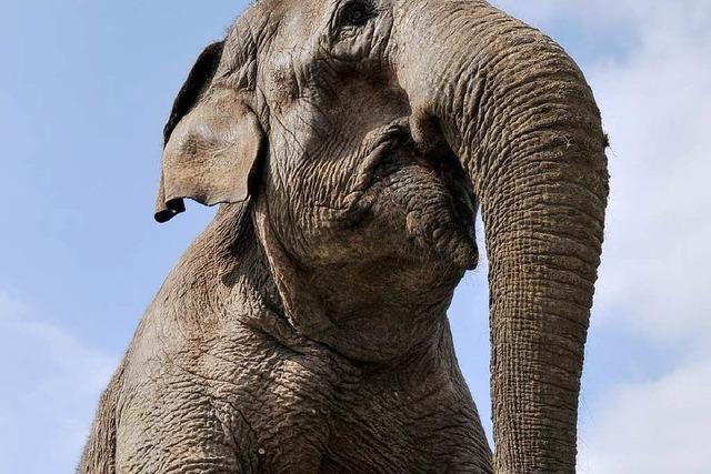 Afrikas Big Circus kastelt Auto im Elefantengehege ein