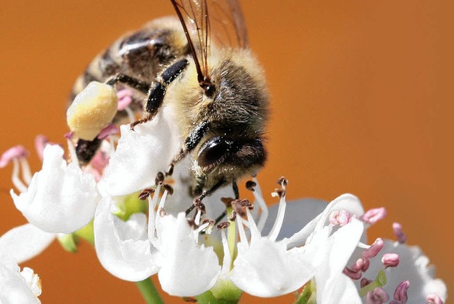 Rssel rein: Biene beim Nektarsammeln   | Foto: dpa