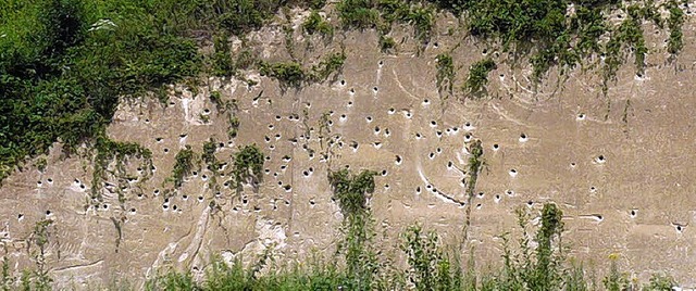 Schwalben fhlen sich in den Lchern d... des Golfplatzes in Tutschfelden wohl.  | Foto: Privat