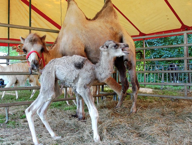 Nachwuchs beim Zirkus Kaiser: Ein Kamel wurde am Montag in Schnau geboren.  | Foto: Hermann Jacob