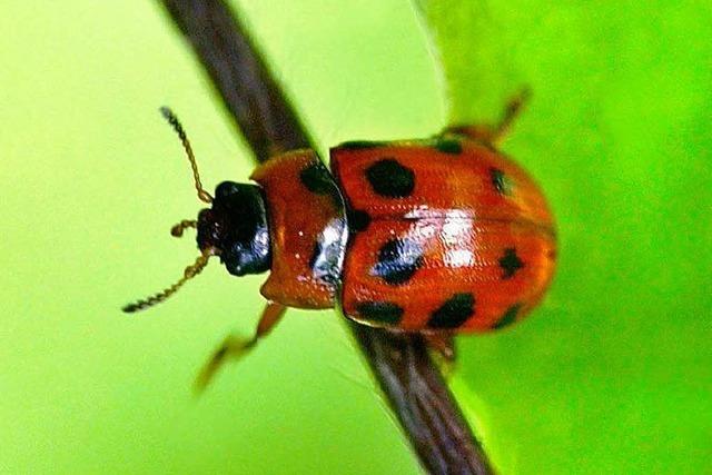 Fotos: Marienkfer-Invasion im Norden Deutschlands