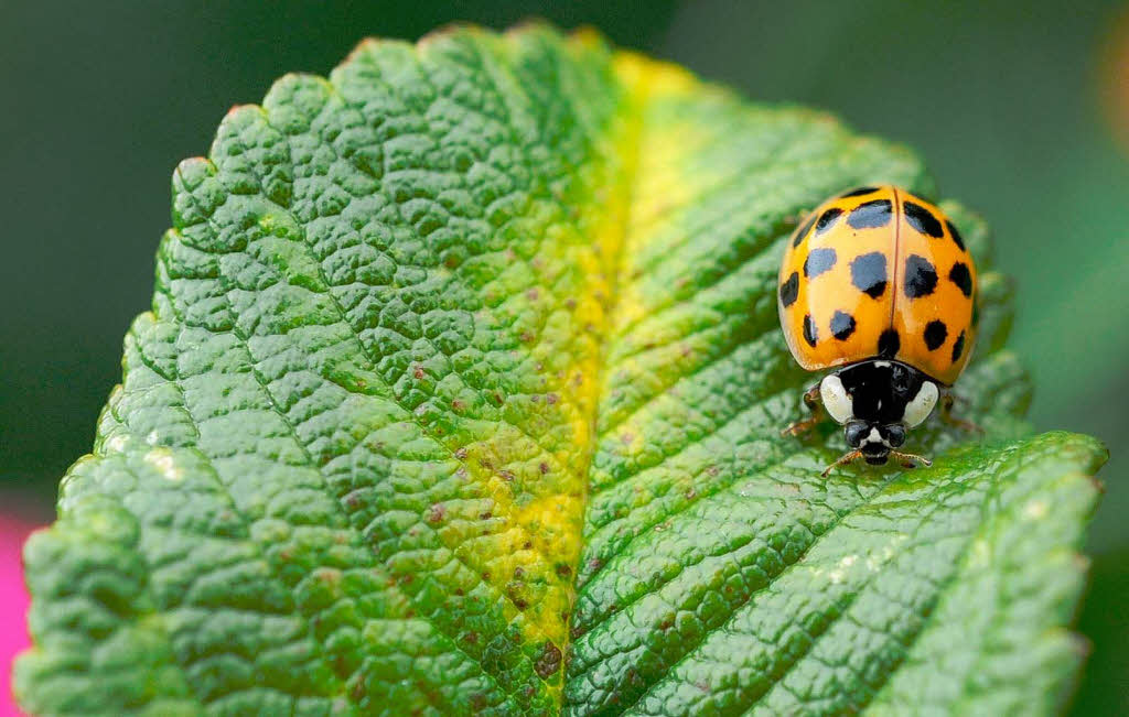 In Deutschland gibt es 80 Arten von Marienkäfer. Der Vertreter einer dieser Arten krabbelt in Seeburg bei Berlin über ein Blatt. In Deutschland gibt es 80 Arten von Marienkäfer. Der Vertreter einer dieser Arten krabbelt in Seeburg bei Berlin über ein Blatt.