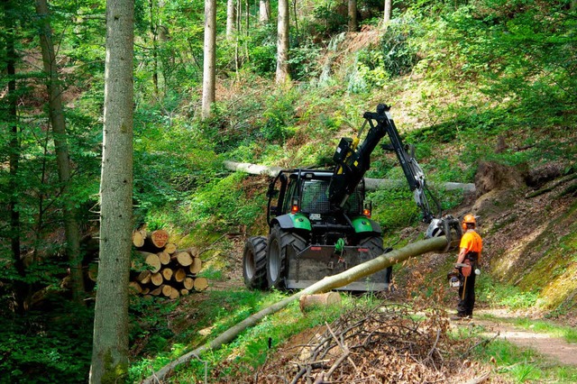 Das letzte Sturmholz des vergangenen Winters wird derzeit verarbeitet.  | Foto: hr