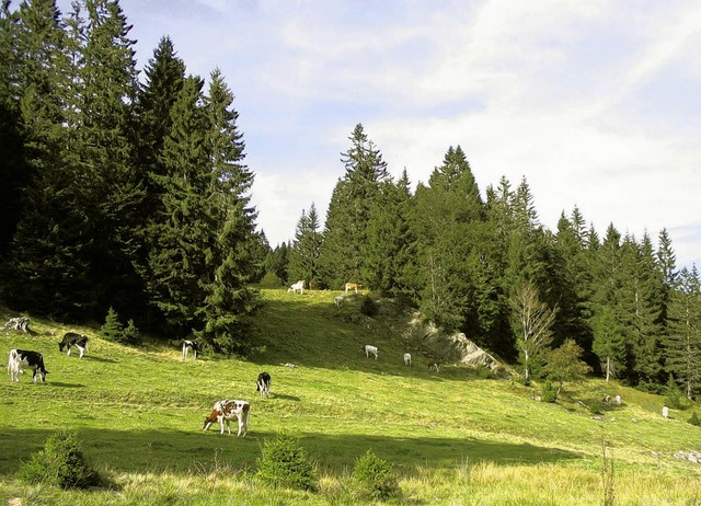 Zhlt der Schwarzwald bald zu den sieb...rns in der Nhe der Krunkelbachhtte.   | Foto: Freudig