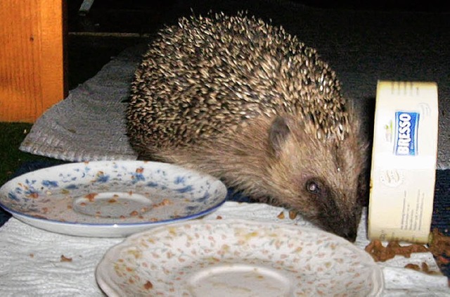 Igel am Katzen-Teller   | Foto: Strasser