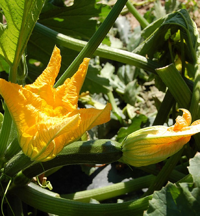 Zucchini  werden  tglich in Handarbei...heim.  Essbar sind  sogar  die Blten.  | Foto: Sigrid Umiger