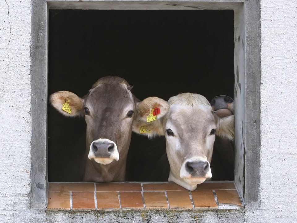 Diese Kühe würden sich über ein neues Fenster freuen.  | Foto: dpa