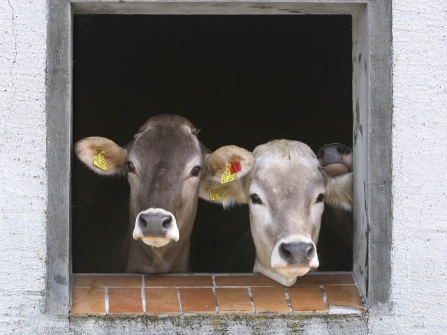 Diese Khe wrden sich ber ein neues Fenster freuen.  | Foto: dpa