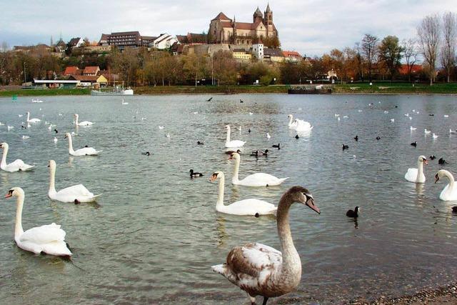 Boot berfhrt absichtlich einen Schwan