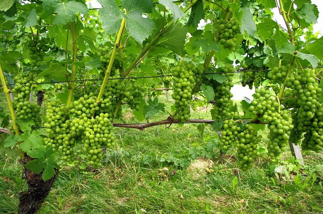 reben bei oberschopfheim  | Foto: hr