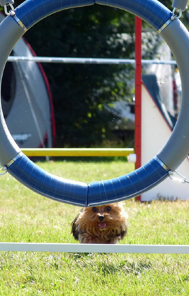 Kleiner Hund, groes Ziel: Alles ist mglich beim Agility-Wettkampf.   | Foto: Veranstalter