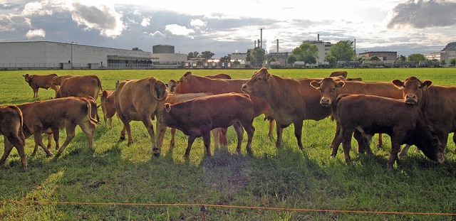 <Bildtext>Von  Auswirkungen auf das Gr...n sich am saftigen Gras.   </Bildtext>  | Foto: Heinz Vollmar