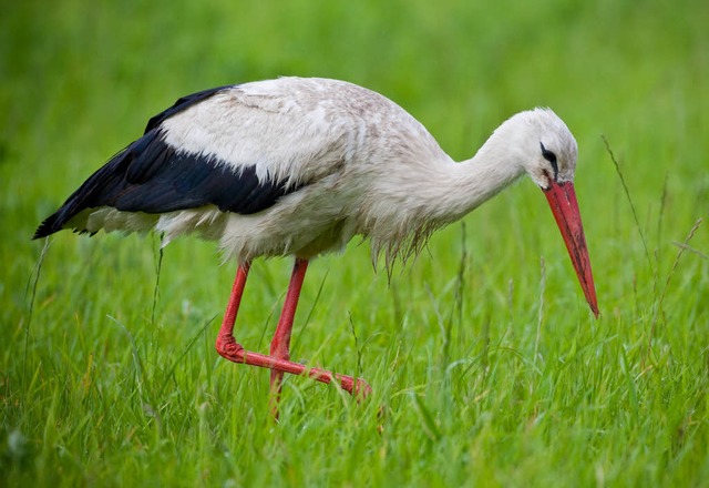 Ein Storch sucht auf einer Feuchtwiese...s sicherer als auf einer Stromleitung.  | Foto: dpa