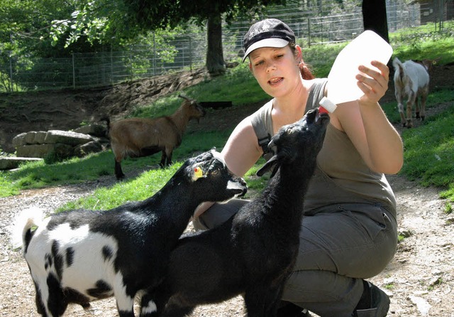 Mittwochs und freitags ist in den Somm...iche Tierftterung im Schwarzwaldzoo.   | Foto: Hubert Bleyer