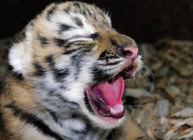 Den Tag findet das noch namenlose Tigerbaby zum Ghnen.   | Foto: ddp