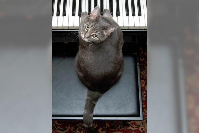 Katze Nora gibt am Klavier den Ton an