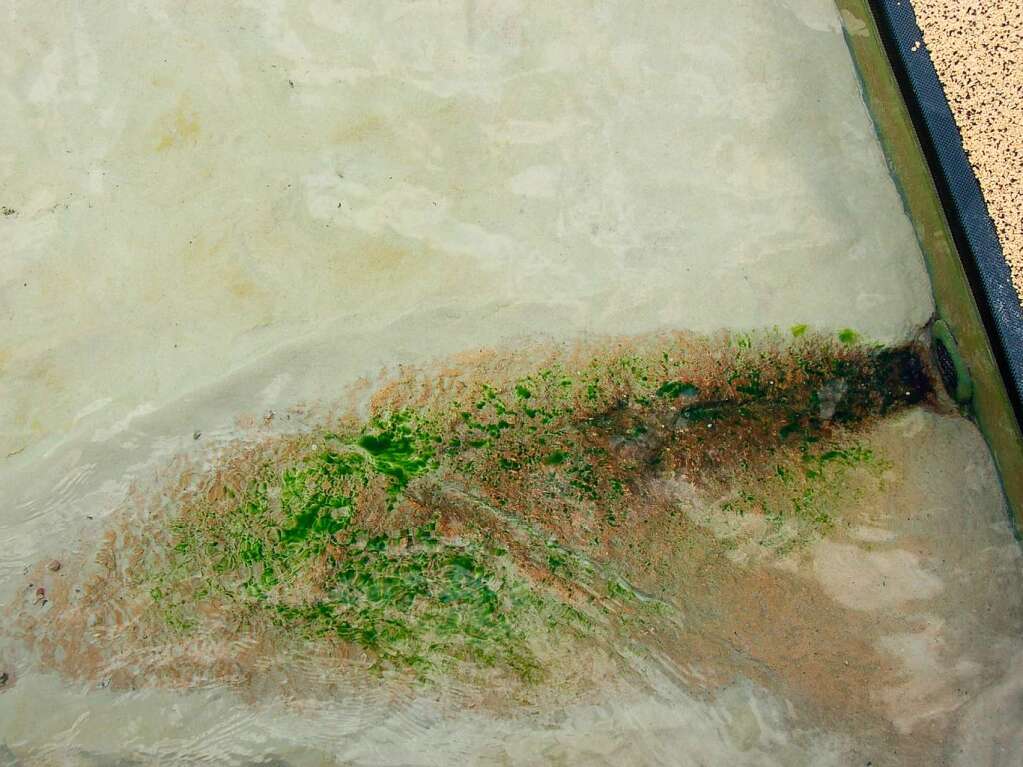 Brackwede: Algenablagerungen an den Einstrmdsen – weitgehend der einzige Algen-„Befall“ im Nichtschwimmerbecken.