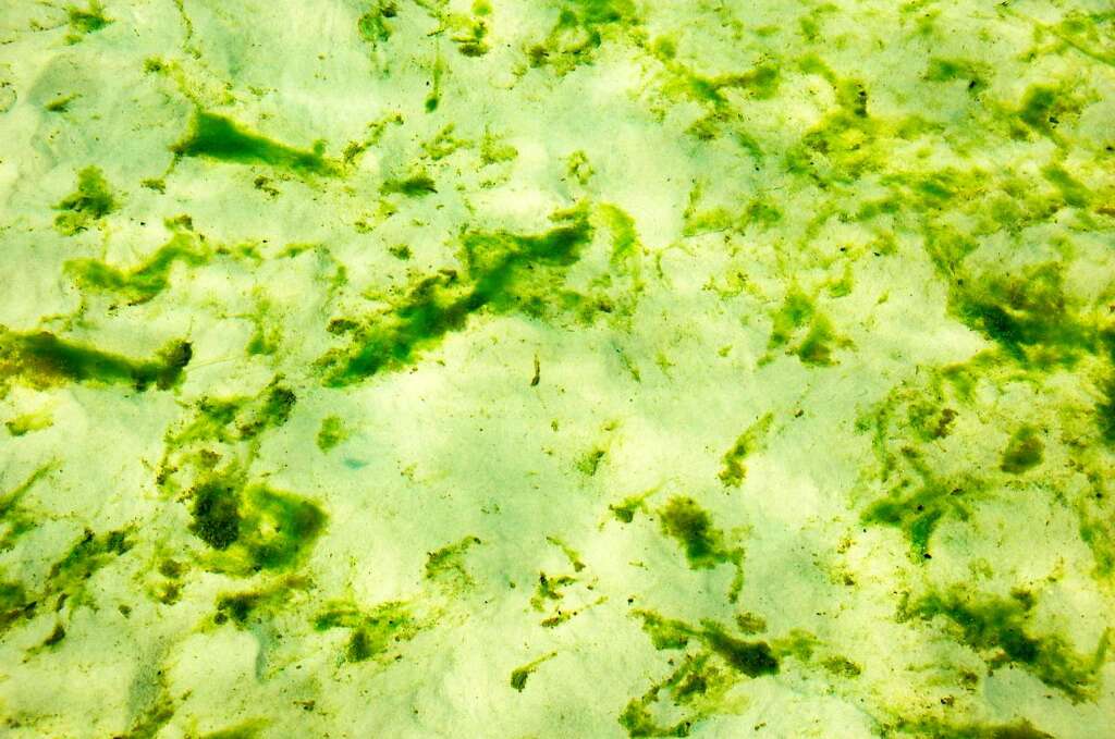 Mlheim: Algen auf dem Sand im Flachwasserbereich des Naturbades Mlheim-Styrum.