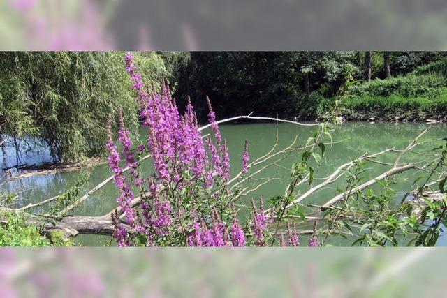 Bienen in duftenden Bltenteppichen