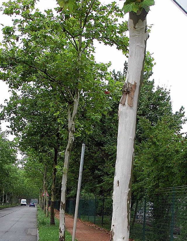 Nur vorbergehend kahl: Platanen an der Alten Strae   | Foto: Frey