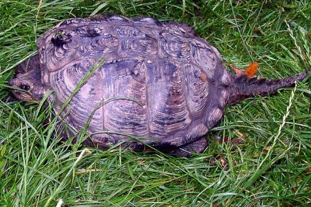 Schnappschildkröte wurde gestohlen
