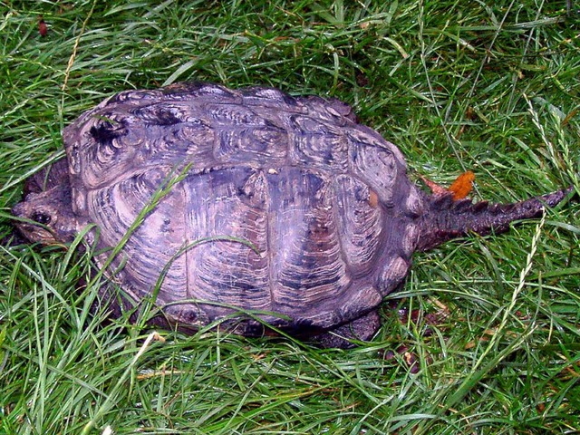 Schnappschildkrte  | Foto: Birgit Rde