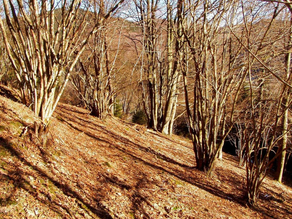 Niederwald am Rohrhardsberg. Die Bäume... eher wie zu groß geratene Büsche aus.  | Foto: LEADER-Geschäftsstelle