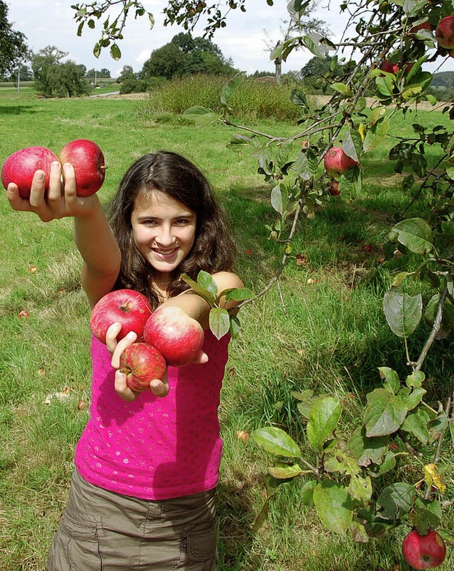Die Apfelernte  naht  und   die  Gemei...rhalb   vom Friedhof    versteigert.    | Foto: Robert  Bergmann