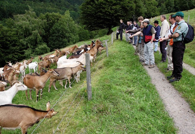 Mehr als genug zu futtern gibt es fr ...ie Zahl der Ziegen verdoppelt werden.   | Foto: Karin Maier